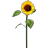 Sonnenblume