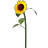 Sonnenblume