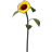 Sonnenblume
