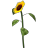 Sonnenblume