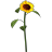 Sonnenblume