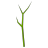 Ast