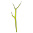 Ast
